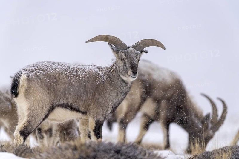 Blue sheep (Pseudois nayaur), in snowfall, Himalayas, Spitital, Kaza, Himachal Pradesh, India