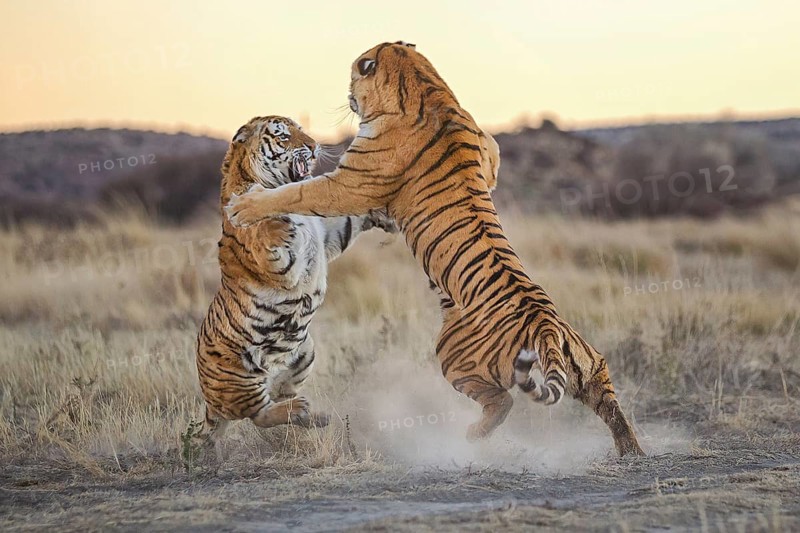 Bengal Tiger (Panthera tigris) two females fighting, captive, Philippolis, South Africa
