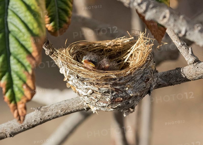 African Paradise Flycatcher (Terpsiphone viridis) chick in nest, Namibia
