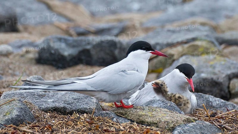 Arctic Tern (Sterna paradisaea) pair with chick, Schleswig-Holstein, Germany