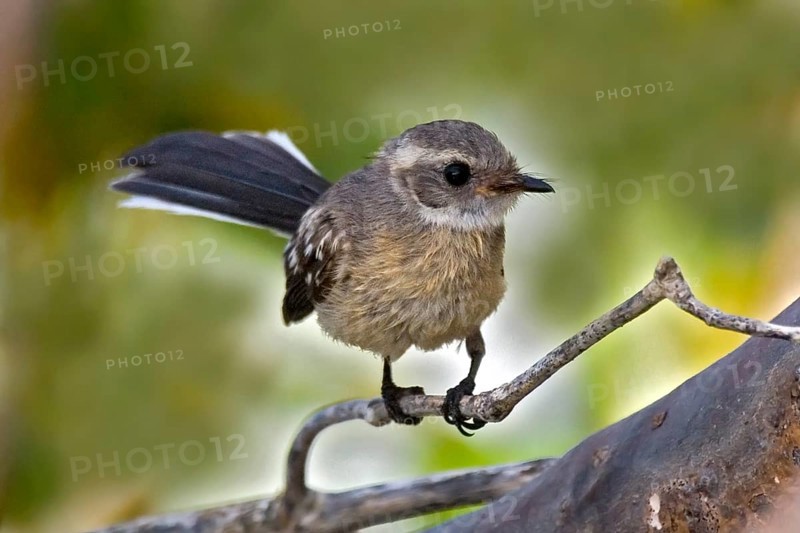 Mangrove Fantail (Rhipidura phasiana), Western Australia, Australia