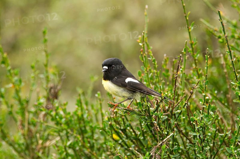Tomtit (Petroica macrocephala) male, New Zealand