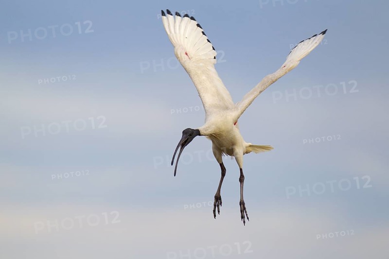 Australian White Ibis (Threskiornis molucca) flying, Victoria, Australia