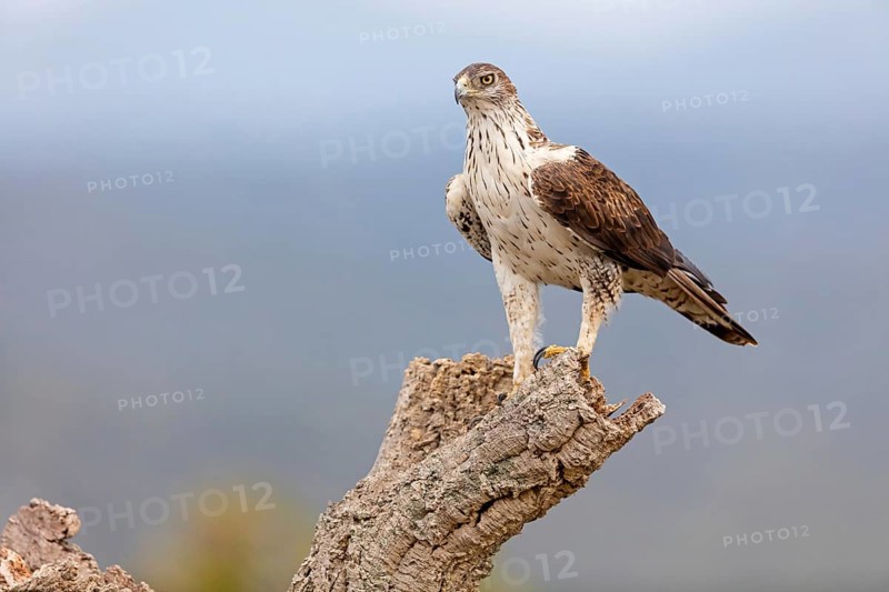 Habichtsadler, Bonelli's Eagle, Hieraaetus fasciatus, Aigle de Bonelli, Águila-azor Perdicera