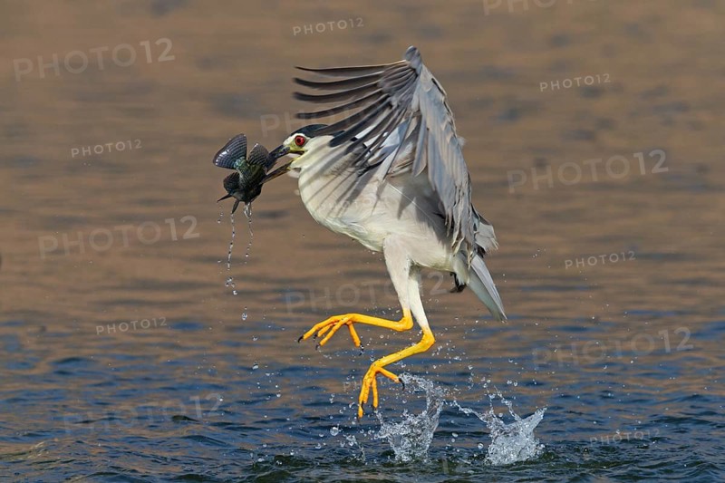 Nachtreiher, Black-crowned Night Heron, Night Heron, Black-crowned Night-Heron, Nycticorax nycticorax, Bihoreau gris, Héron bihoreau, Martinete Común