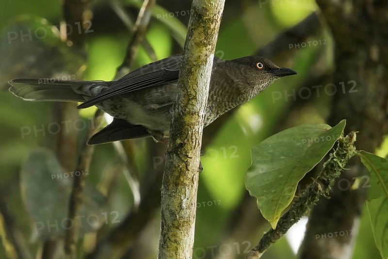 Scaly-breasted Thrasher (Allenia fusca) perched on a branch on the Caribbean Island of Martinique