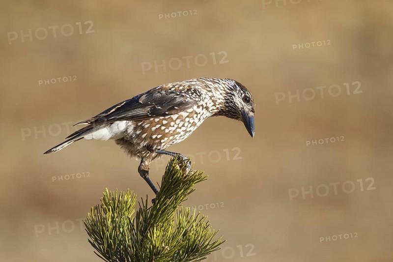 Spotted Nutcracker (Nucifraga caryocatactes), Carinthia, Austria