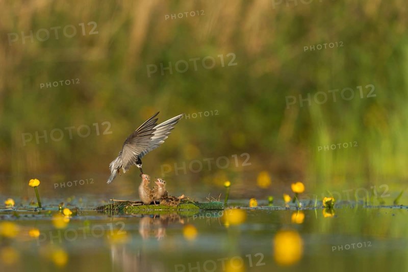 Black Tern (Chlidonias niger) feeding of juvenile, Netherlands