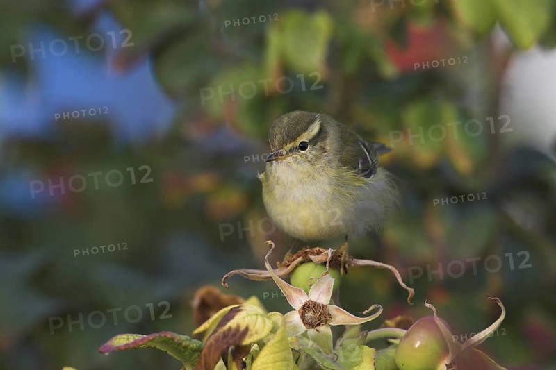 Yellow-browed Warbler (Phylloscopus inornatus), Schleswig-Holstein, Germany