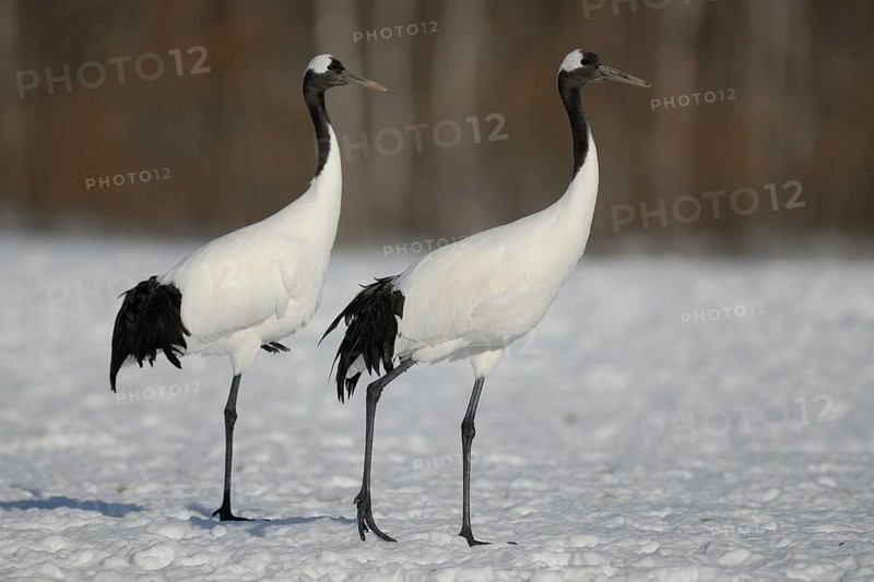 Red-crowned Crane (Grus japonensis), Hokkaido, Japan