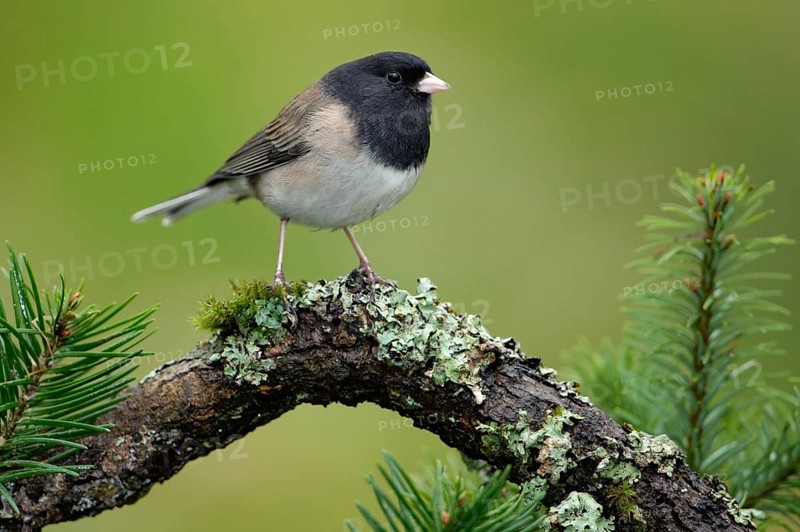 Oregon Junco (Junco hyemalis oreganus), British Columbia, Canada