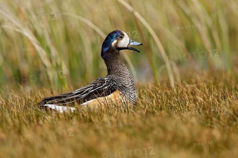 Chiloe Wigeon (Mareca sibilatrix) at the edge of a small pond, Falkland Islands