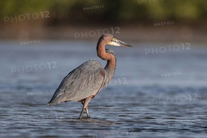 Goliath Heron (Ardea goliath), Senegal