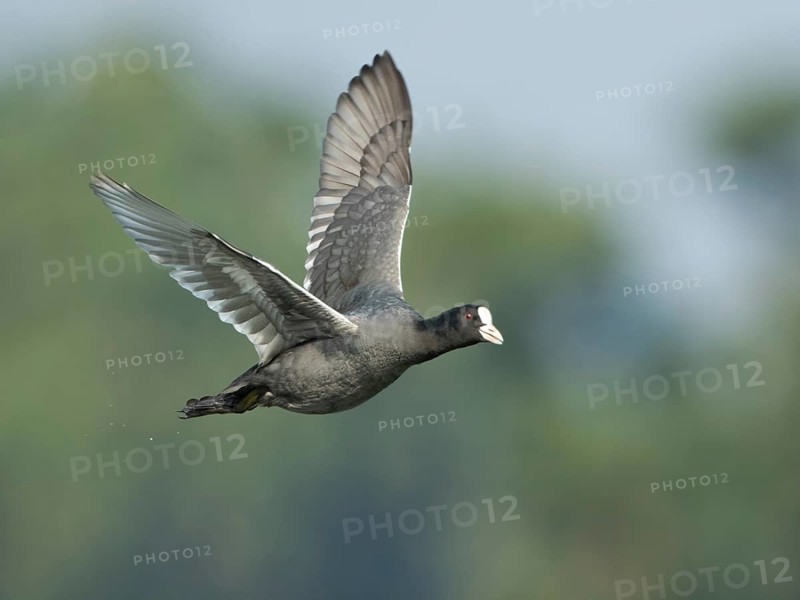 Eurasian Coot (Fulica atra) flying, West Bengal, India