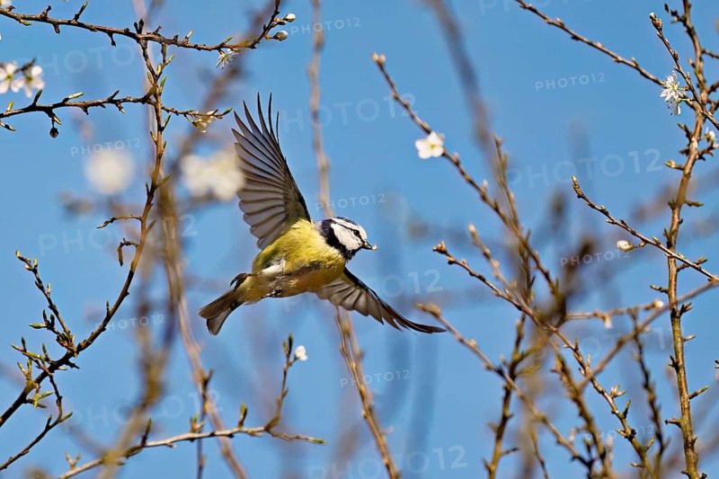 Blue tit (Parus caeruleus), in flight, Flachsee nature reserve, Freiamt, Canton Aargau, Switzerland