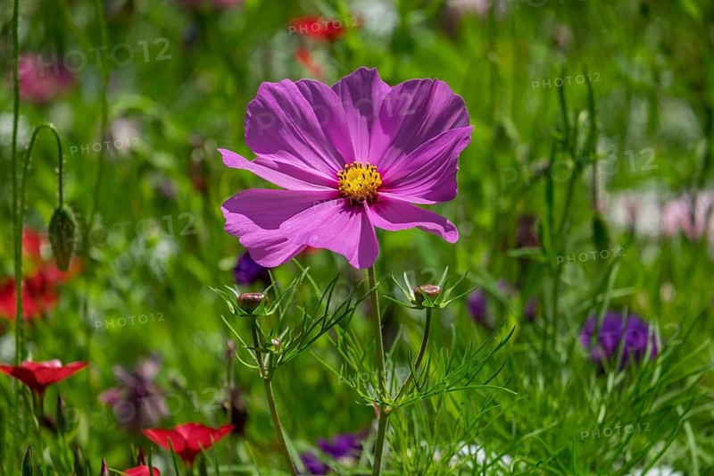 Colourful flower meadow, Münsterland, North Rhine-Westphalia, Germany
