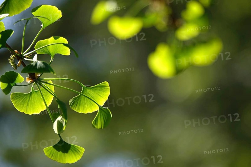 Ginkgo (Ginkgo biloba), spring, Germany