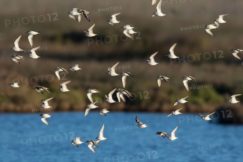Kentish Plover (Charadrius alexandrinus) group flying, Mallorca, Spain