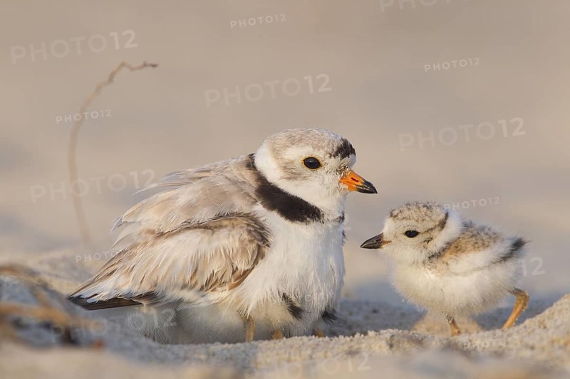 Piping Plover : Sandy Point : Plum Island, MA