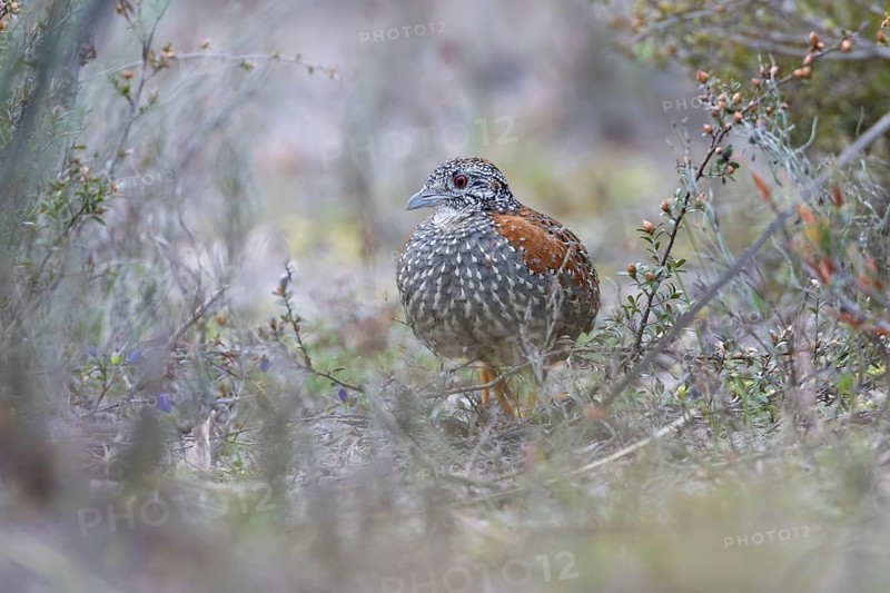 Painted Buttonquail (Turnix varius) female perched on the ground, Victoria, Australia