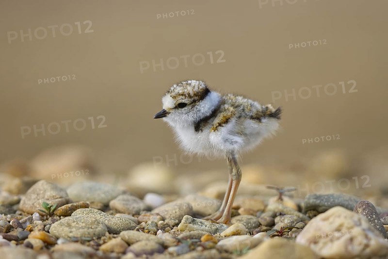 Little Ringed Plover (Charadrius dubius) chick, North Rhine-Westphalia, Germany