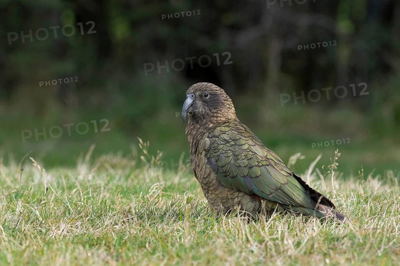 Kea (Nestor notabilis), South Island, New Zealand
