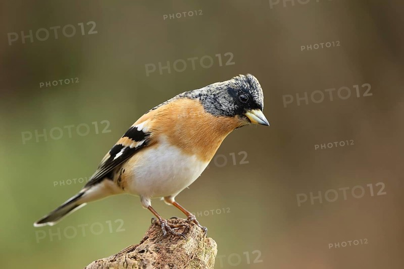 Brambling (Fringilla montifringilla) male, Lower Saxony, Germany