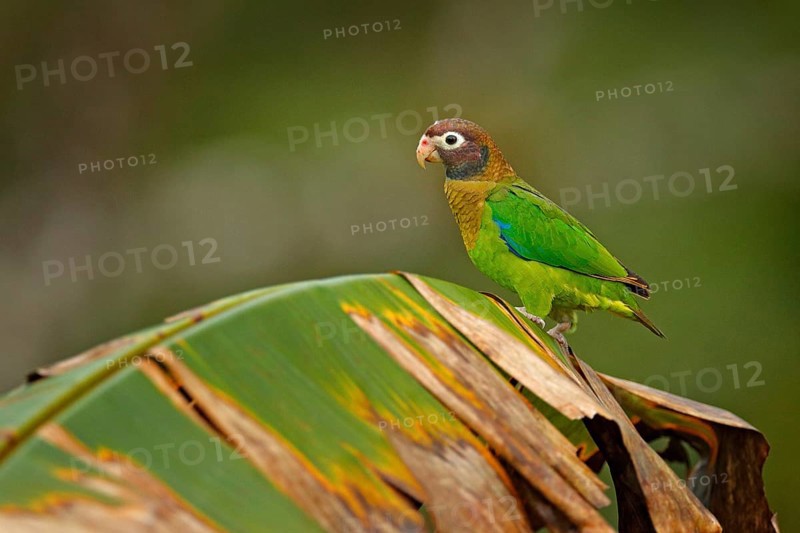 Detail of parrot head. Brown-hooded Parrot, portrait of light green parrot with brown head on palm tree. Detail close-up portrait of bird from Central America. Wildlife scene from tropical nature