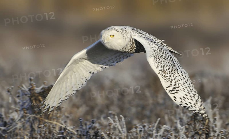 Snowy Owl (Bubo scandiacus) flying, British Columbia, Canada