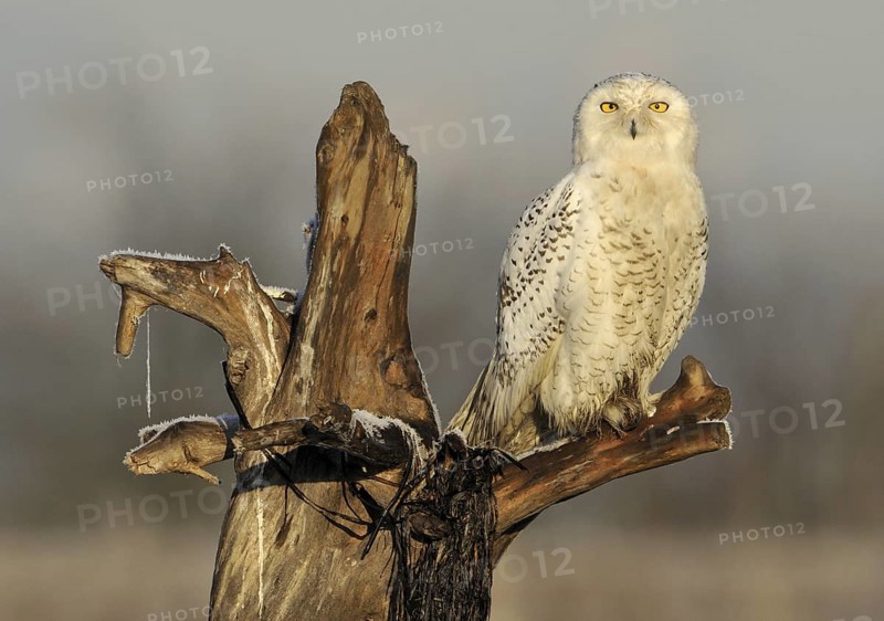 Snowy Owl (Bubo scandiacus), British Columbia, Canada
