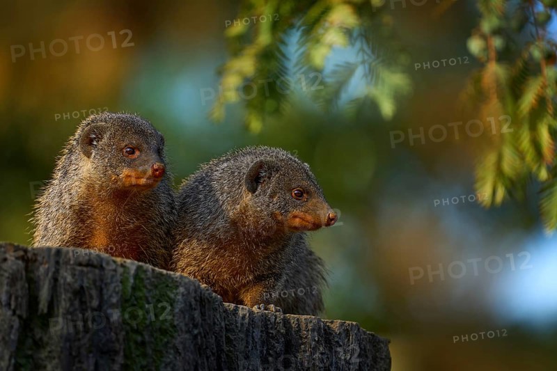 Banded mongoose, Mungos mungo, sitting tree trunk green vegetation. Wildlife from Africa. Cute mammal with long tail, Okavango delta, Botswana in Africa. Cute mongoose in nature