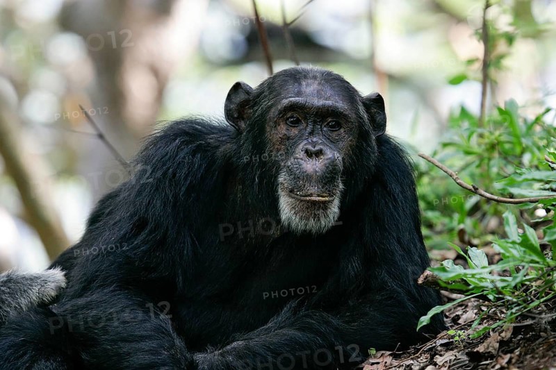 Ostafrikanischer Schimpanse (Pan troglodytes schweinfurthii) Männchen Nahaufnahme, Gombe Stream Nationalpark, Tansania