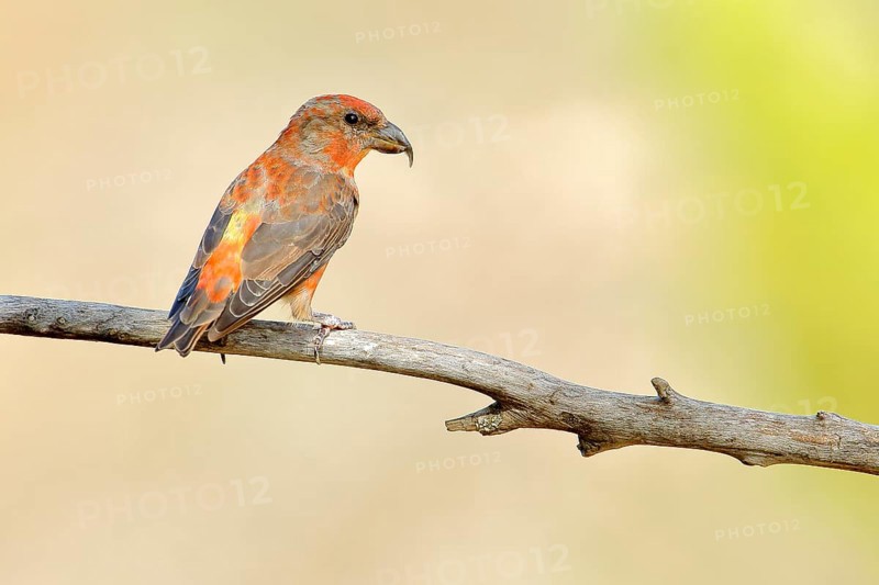 Red Crossbill (Loxia curvirostra) male perched on a branch, Andalusia, Spain