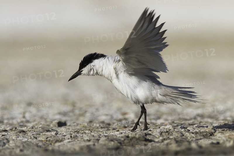 Gull-billed Tern (Gelochelidon nilotica), Castile-La Mancha, Spain