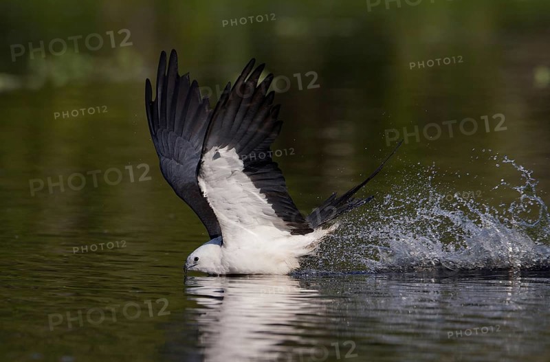 Swallow-tailed Kite (Elanoides forficatus) flying, Florida, USA