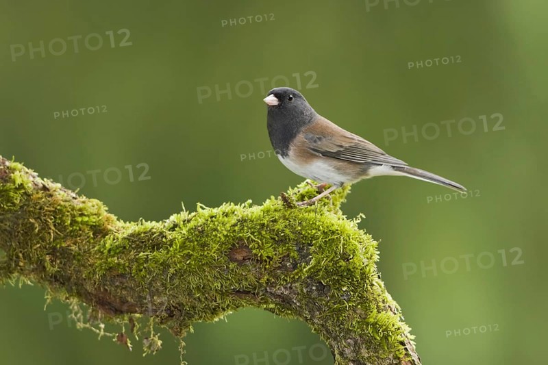 Oregon Junco (Junco hyemalis oreganus), British Columbia, Canada