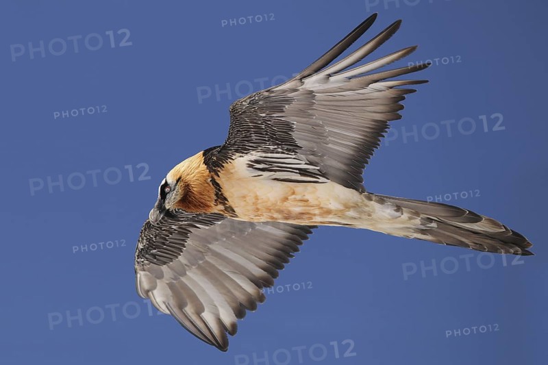 Bearded Vulture (Gypaetus barbatus) flying, Valais, Switzerland
