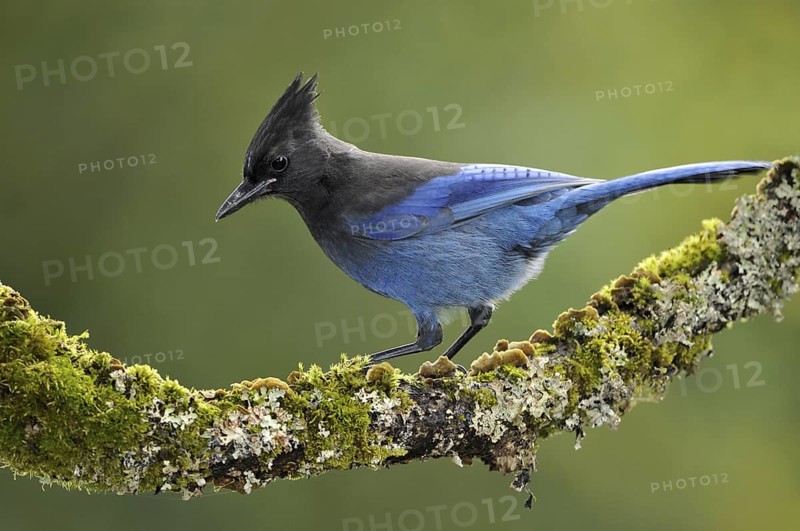 Steller's Jay (Cyanocitta stelleri), British Columbia, Canada