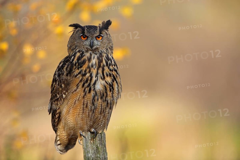 Europäischer Uhu, lat. Bubo bubo, auf Weidepfahl von Herbstfarben umgeben