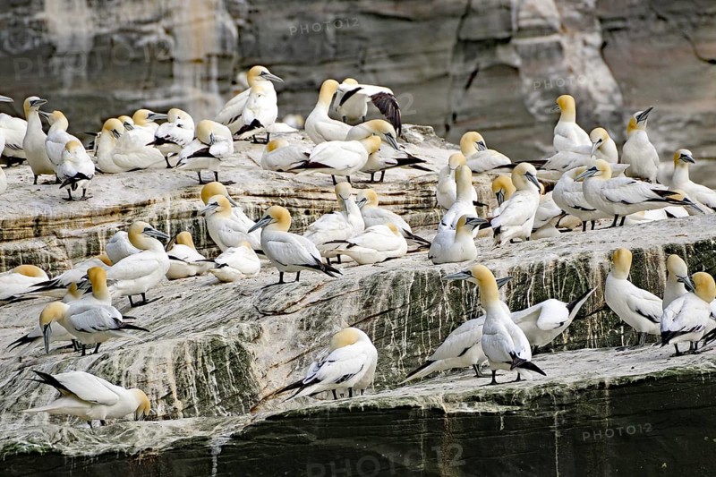 Gannets gather as a colony on a rock, boat tour, Noss, Shetland Islands, Scotland, Great Britain