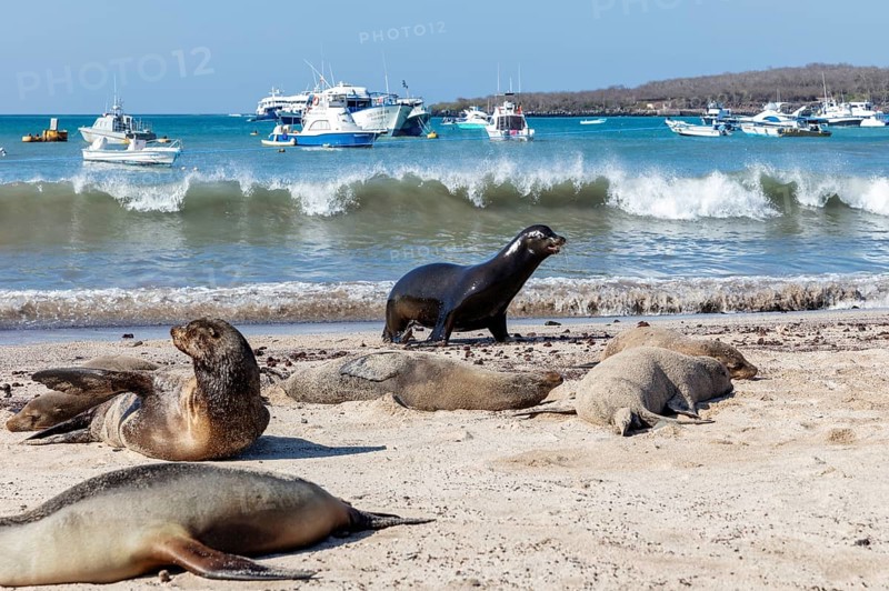 Sea lions (Zalophus wollebaeki), San Cristobal, Galapagos, Ecuador