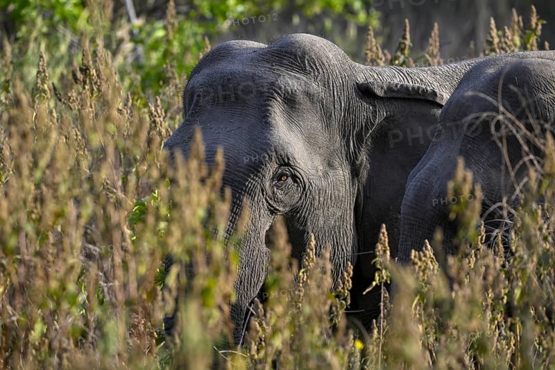 Indian elephant (Elephas maximus indicus), Corbett National Park, near Ramnagar, Uttarakhand State, India