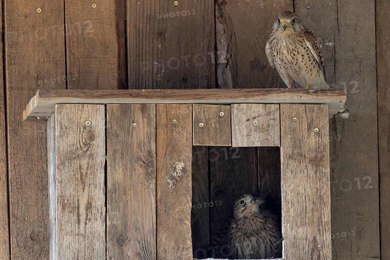 Kestrel (Falco tinnunculus) female and young bird at the incubator, village in Münsterland, North Rhine-Westphalia