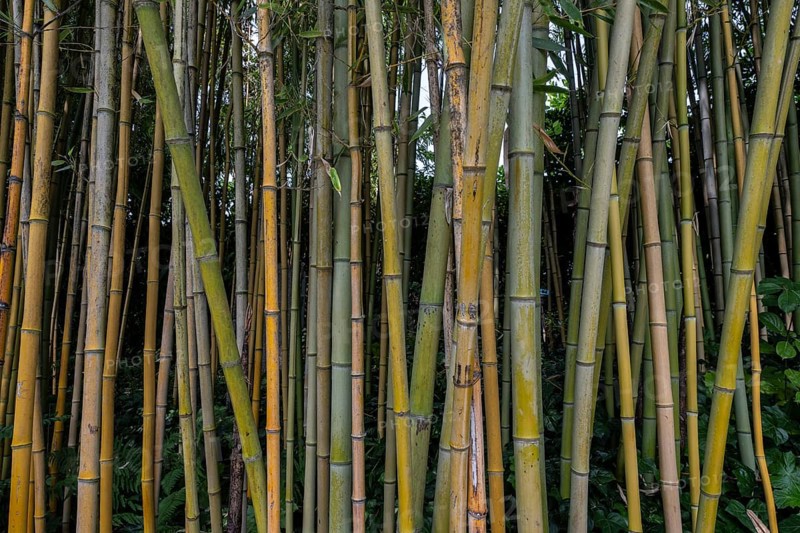 Bamboo (Phyllostachys), Lombardy, Italy