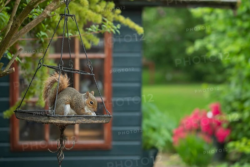 Grey squirrel (Sciurus carolinensis) adult animal feeding on seeds on an urban hanging garden bird feeder, England, United Kingdom