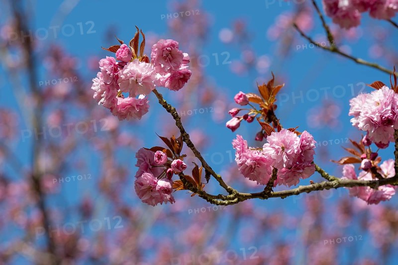 Japanese flowering cherry (Prunus serrulata), cherry blossom branch, Rombergpark, Dortmund, North Rhine-Westphalia, Germany