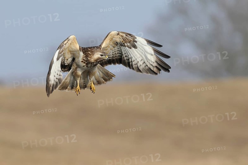 Hunting flight... Buzzard (Buteo buteo), buzzard in flight, native bird of prey hunting over a dry meadow, looking for mice or other prey, frontal, action-packed, very detailed image, native nature, Mecklenburg-Western Pomerania, Germany, Western Europe
