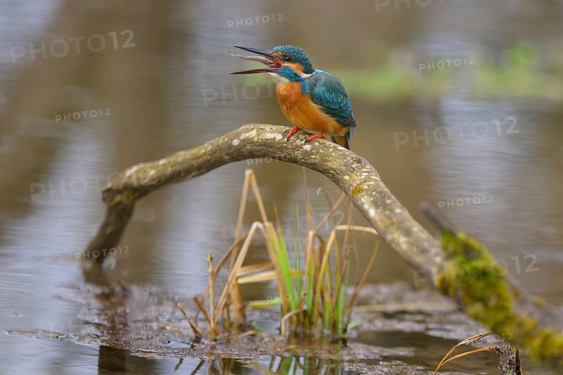 Kingfisher (Alcedo atthis), devouring a fish caught on a moss-covered branch in the water, Lechauen, Bavaria