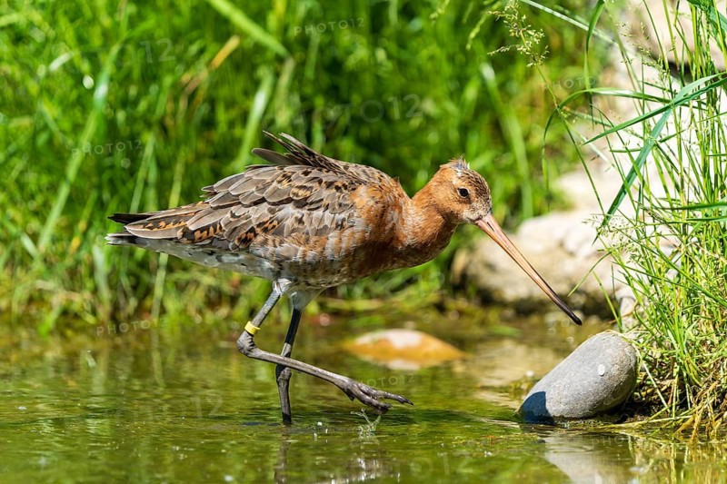 Snipe bird walking along the water's edge next to stones, surrounded by green vegetation, Black-tailed Godwit (Limosa limosa), France