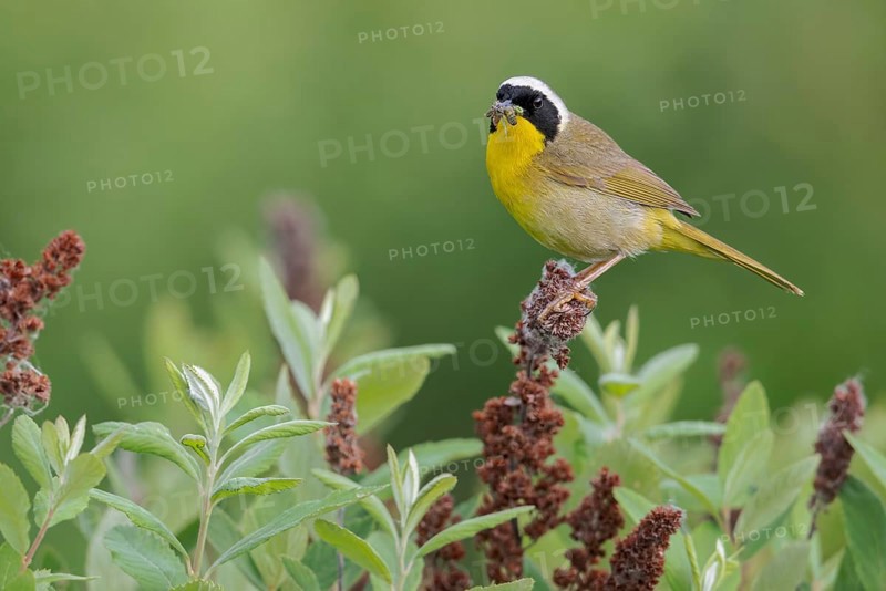 Common Yellowthroat (Geothlypis trichas) perched on a branch in Victoria, BC, Canada